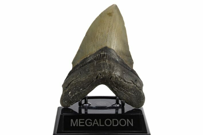 Serrated, Fossil Megalodon Tooth - North Carolina #340845